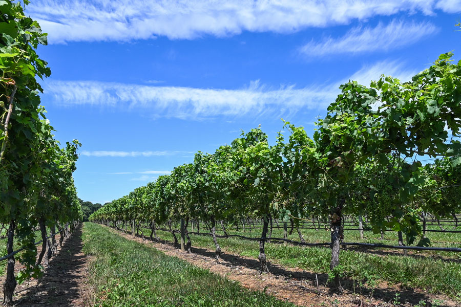 North Fork Wine Country