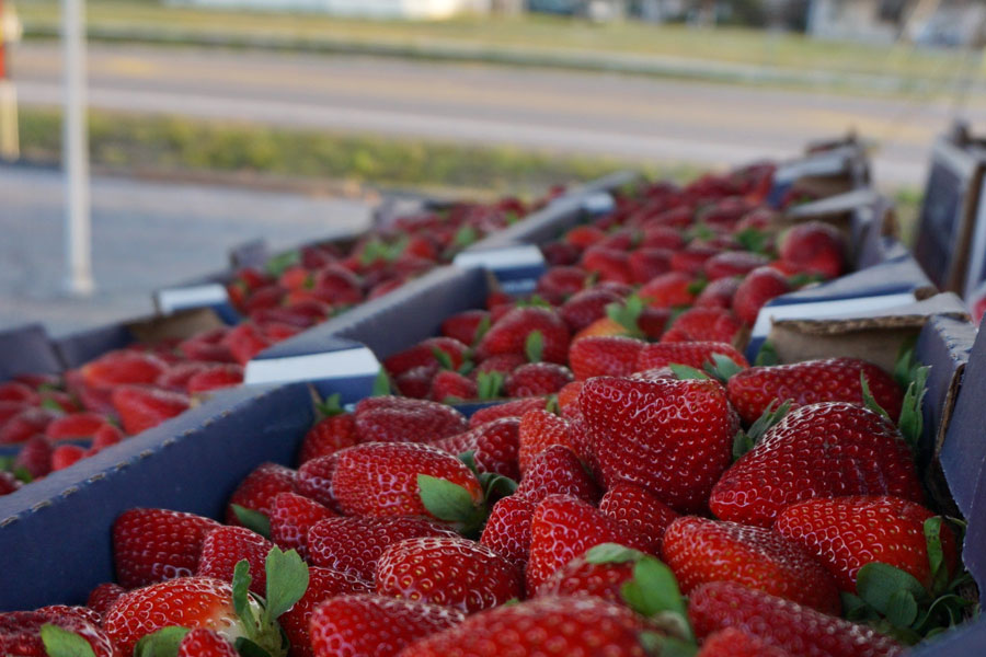 Strawberry Festival